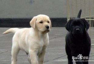 幼犬吃什么保健品，给幼犬补充营养应该吃什么