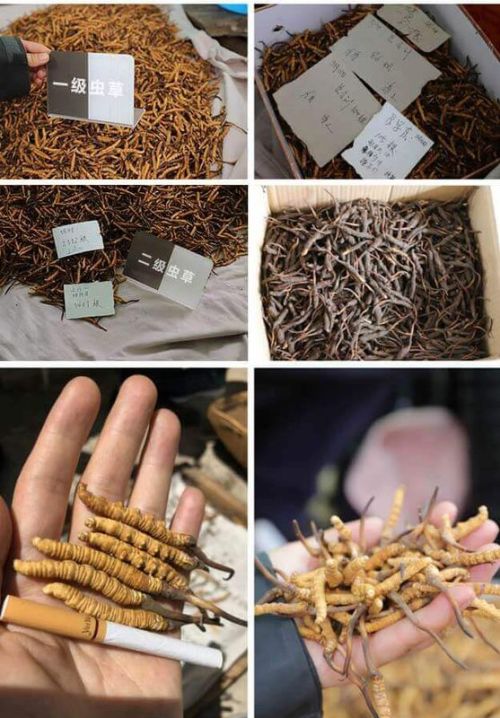 冬虫夏草是不是保健品,食用时要注意什么?，冬虫夏草是什么补品