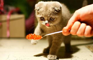 老年猫吃什么营养品，猫咪保健品什么牌子好
