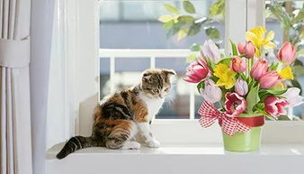 养猫必备保健品，给猫送什么