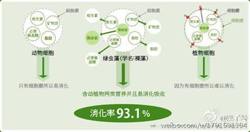 绿虫藻能量餐，绿虫藻是真核还是原核