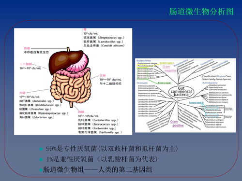 益生菌的保健品有什么，讲解益生菌课件