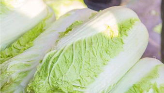 白菜健康，白菜补什么营养